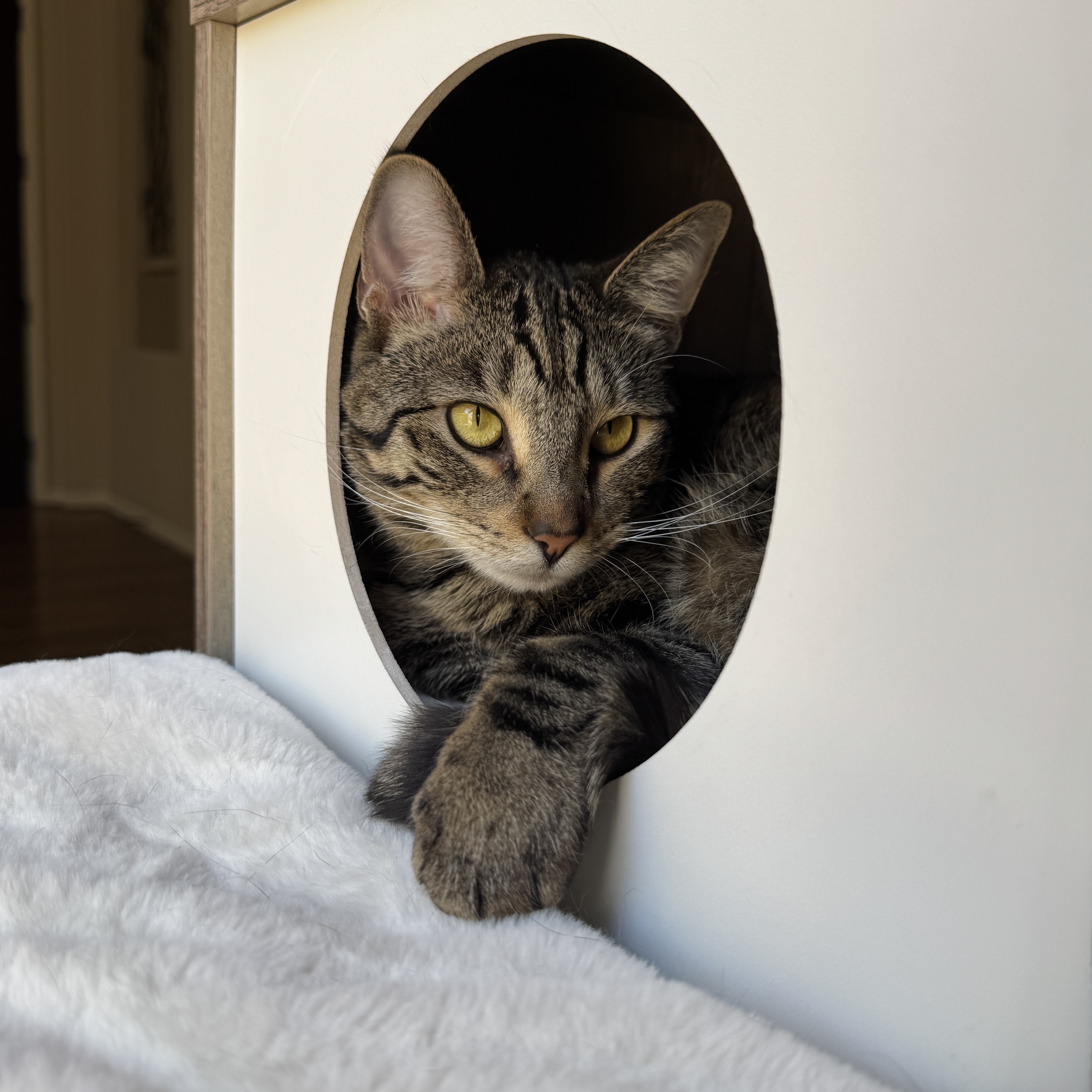 Luna, Chief Feline Officer